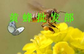 黄蜂美妆