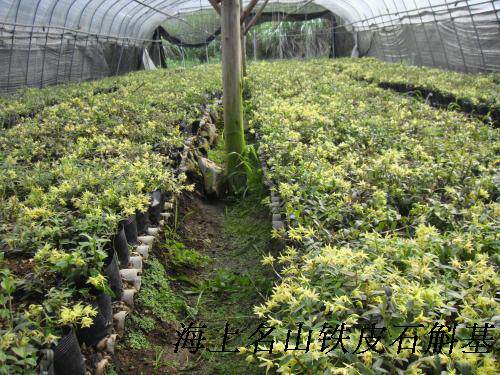 乐清海上名山铁皮石斛基地