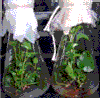 瓶中花园艺站