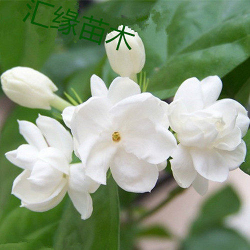 汇缘苗木