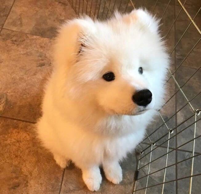 北方犬业 宠物