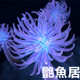 艳香居水族