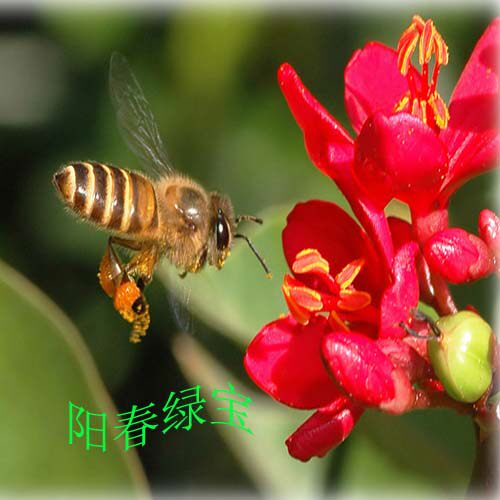 阳春绿宝