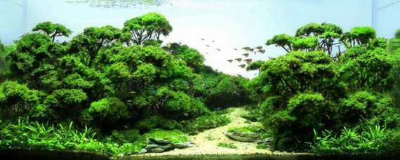 芳草水族