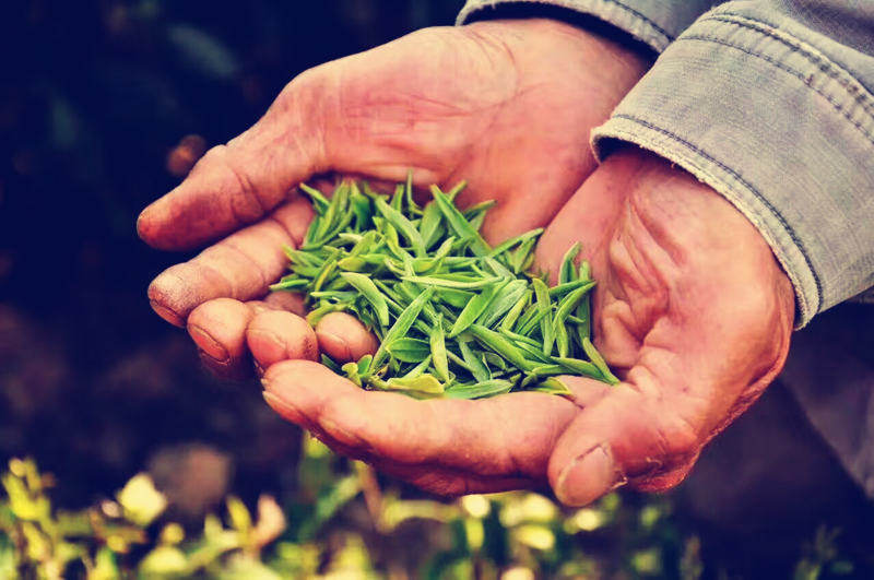 茶园牧歌