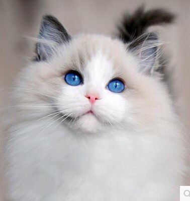 可爱猫猫社