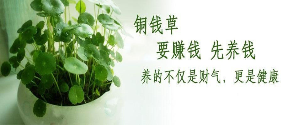 江苏绿诚苗木