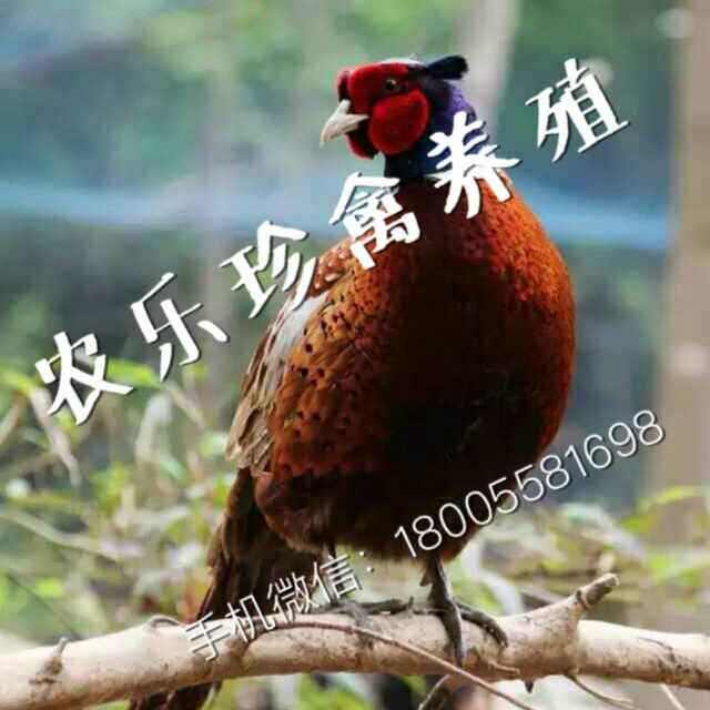 丰硕珍禽养殖场