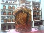 武夷山蛇业