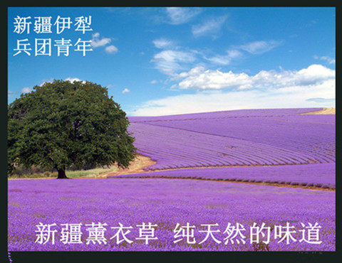 新疆伊犁65团兵团青年薰衣草基地