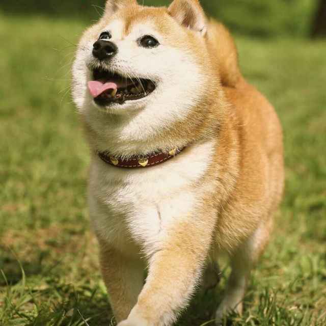 柴巴犬舍