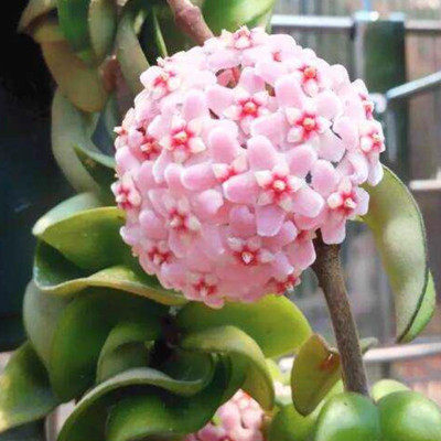 红明园艺