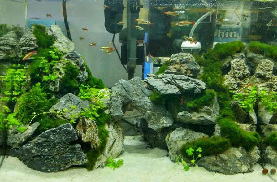 王家草园 店铺LOGO