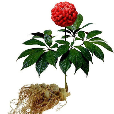 文山云三七