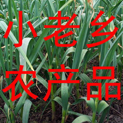 小老乡农产品