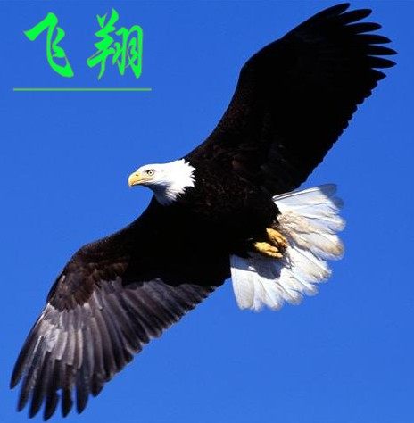 梧桐小象