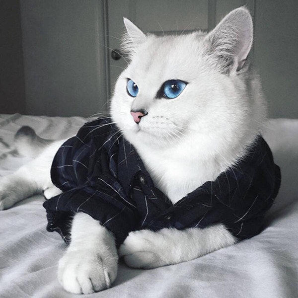 CatYoor喵遇