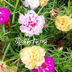 爱花花呀