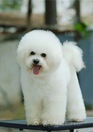 狗粮养的训犬师