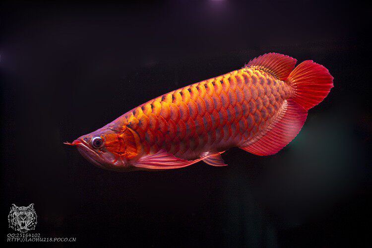 水族用品搬运工