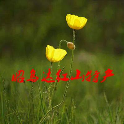 昭乌达红山特产