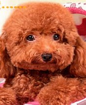 萌萌哒宠爱宠物生活馆
