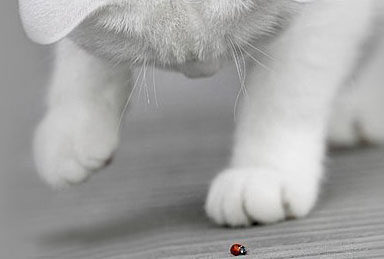 cat优质童品