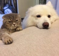 猫叔的宠物店