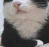 文化猫百货★满百包邮,实数实价
