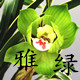 雅绿正品兰花直销