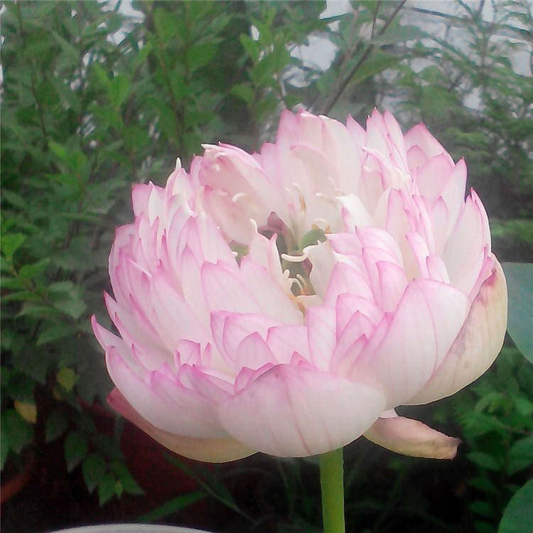 汝州老农花卉
