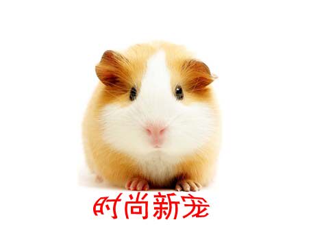 时尚新宠萌宠小站