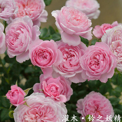 紫涵花卉园艺