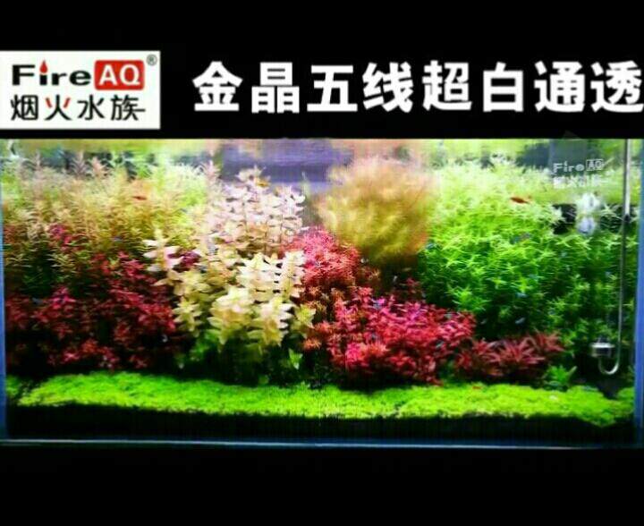 洪水族