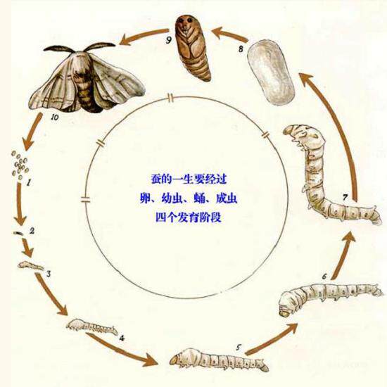 蚕桑农家