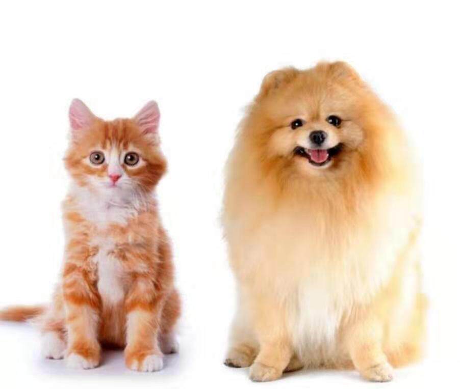 萌狗猫咪粮仓