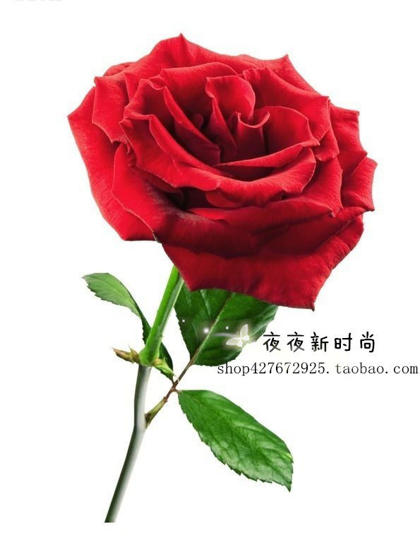 夜夜新时尚
