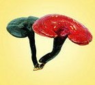 中国通惠灵芝