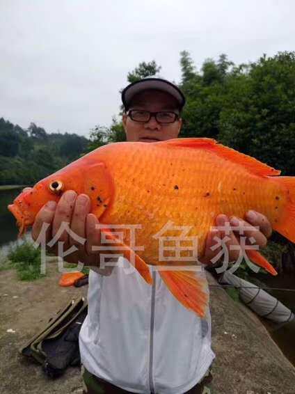 伦哥速效谷麦