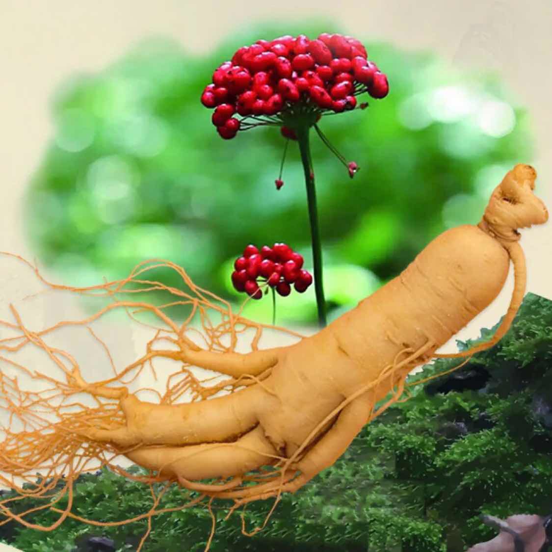 聚源长白山人参特产