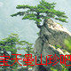 宝天曼山珍吧