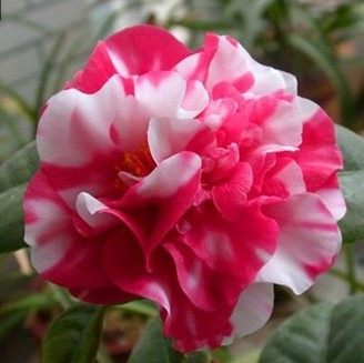 花花世界园艺8