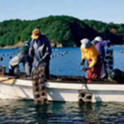 山下湖 甄养珍珠
