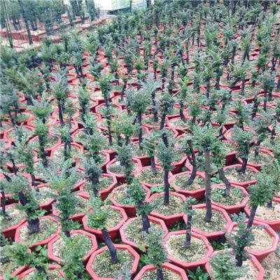 紫檀盆景直销店