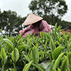 聚茗香茶业