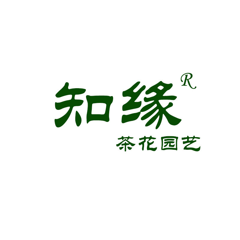 知缘茶花