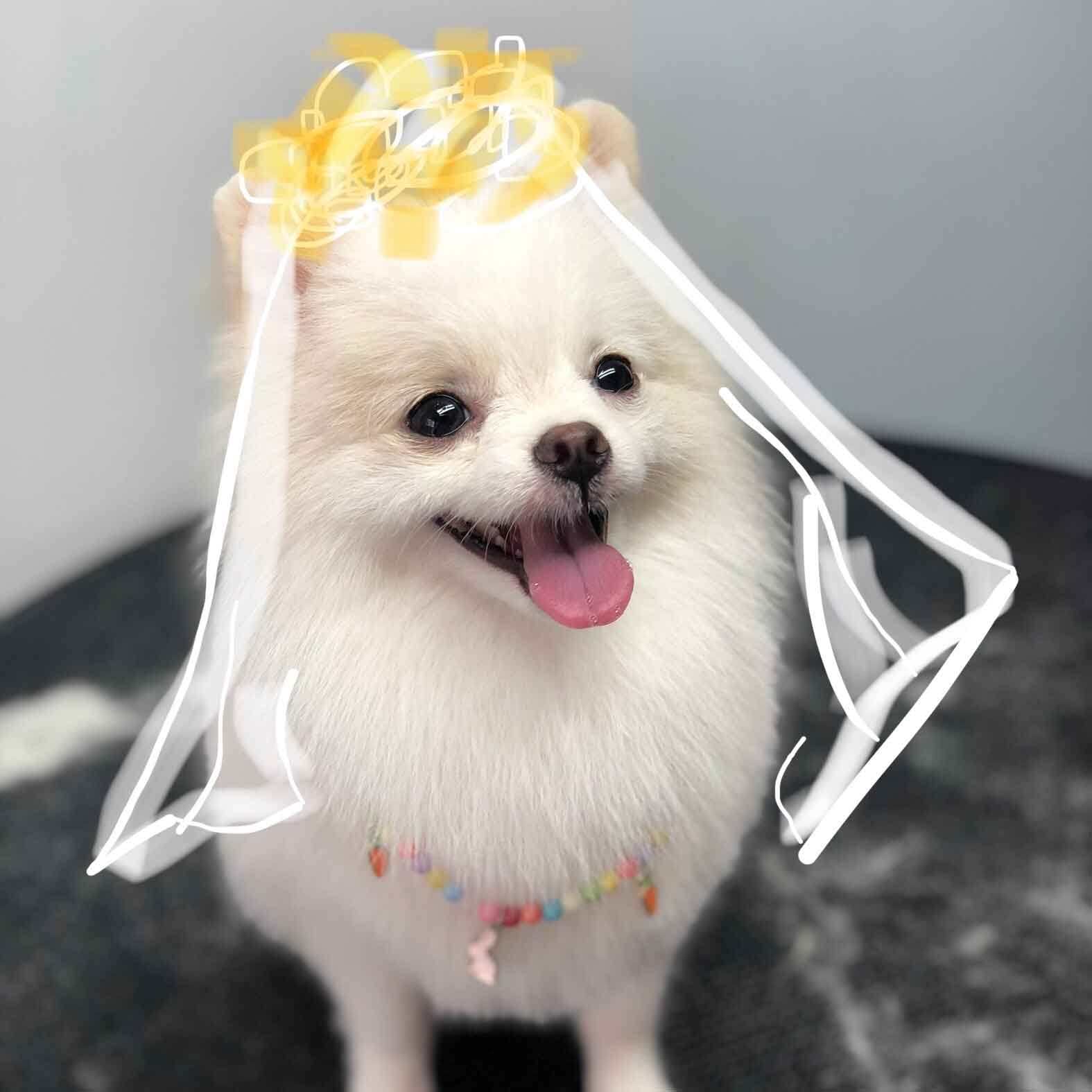 一家小宠