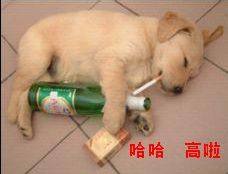 老酒宠物用品店笼具