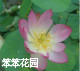 笨笨花园