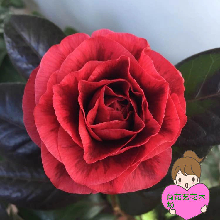 尚花艺花木场